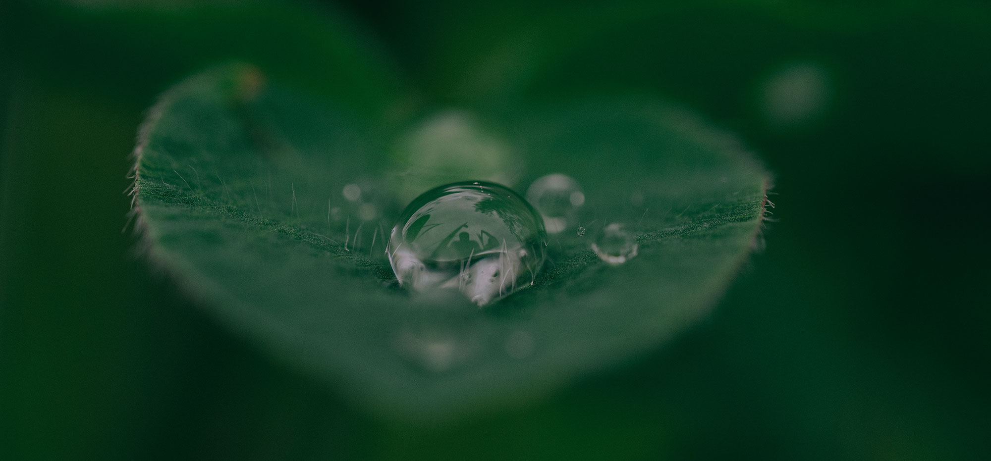slider_banner